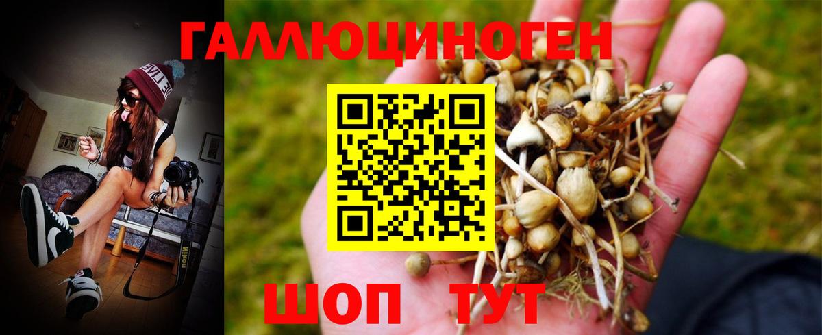 Псилоцибиновые грибы GOLDEN TEACHER  Вход с VPN  Псилоцибиновые грибы Psilocybe  Мыски 